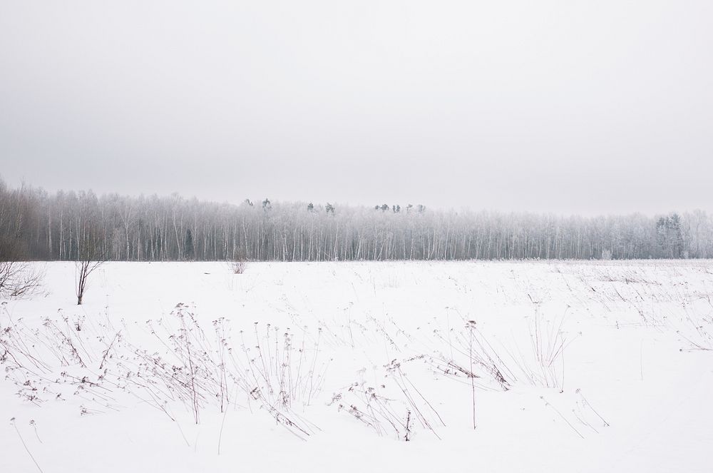 Snowy open land with rows of trees in Russia. Original public domain image from Wikimedia Commons