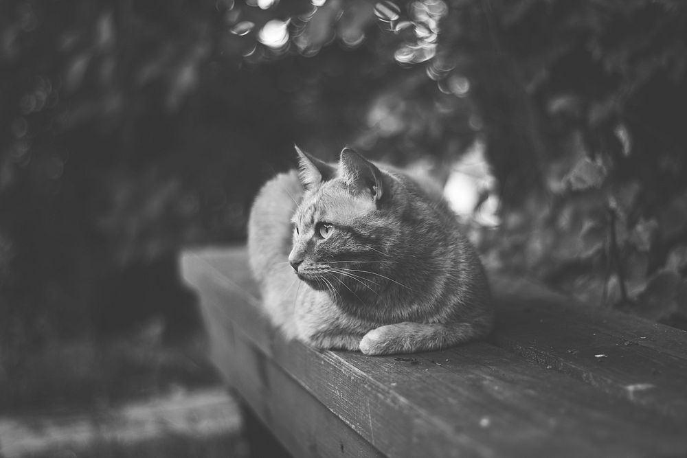 Black and white shot of domestic cat sitting on bench with trees in background. Original public domain image from Wikimedia…