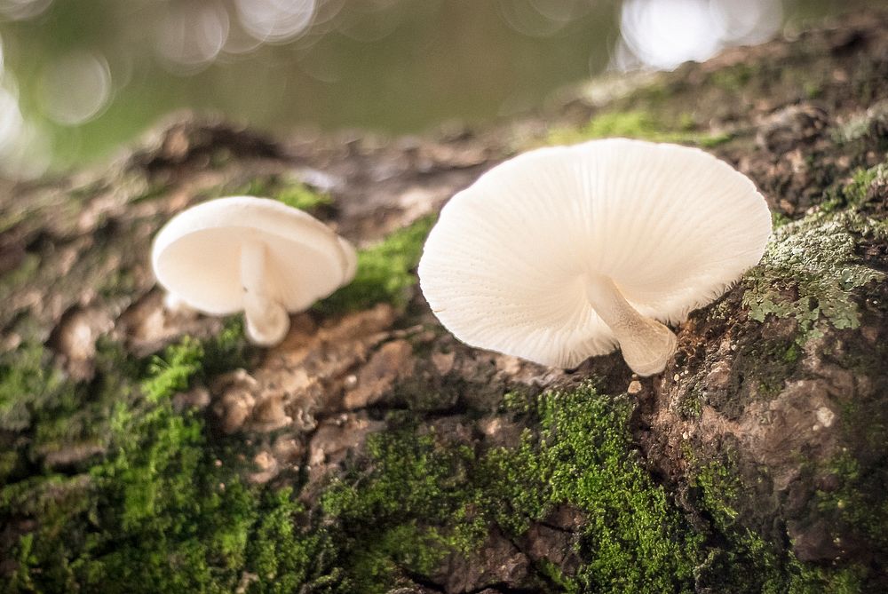 A close-up of two small white mushrooms growing on mossy tree bark. Original public domain image from Wikimedia Commons