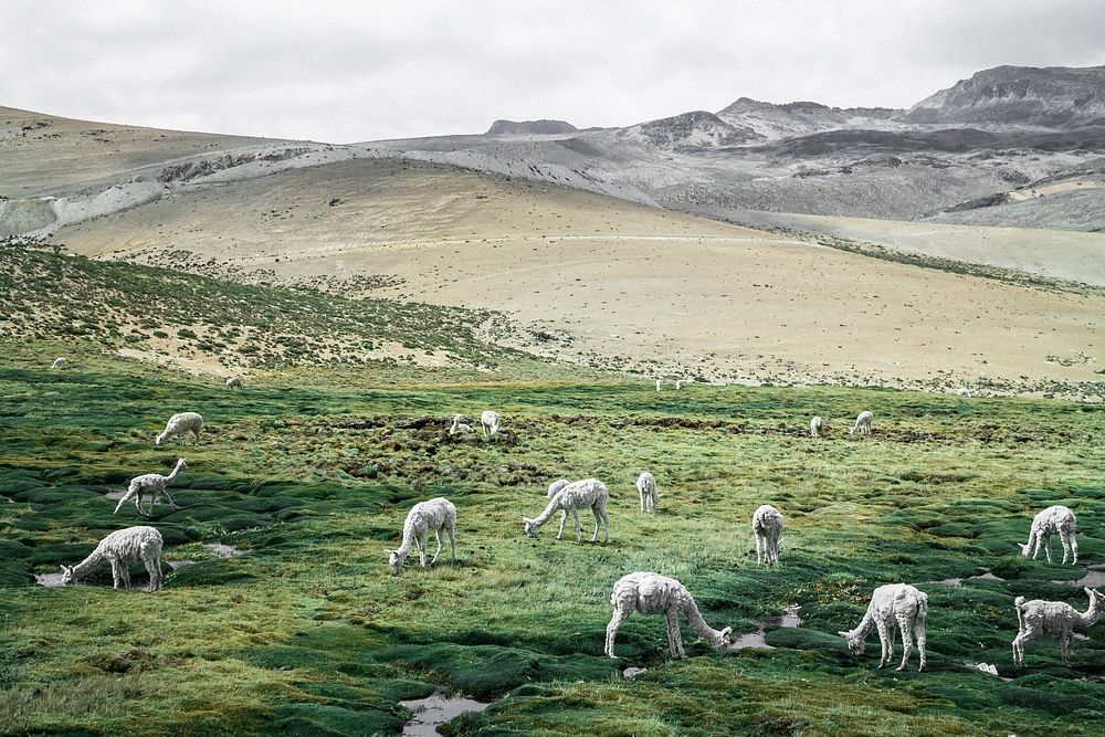 Alpacas graze in a grassy field in Peru. Original public domain image from Wikimedia Commons