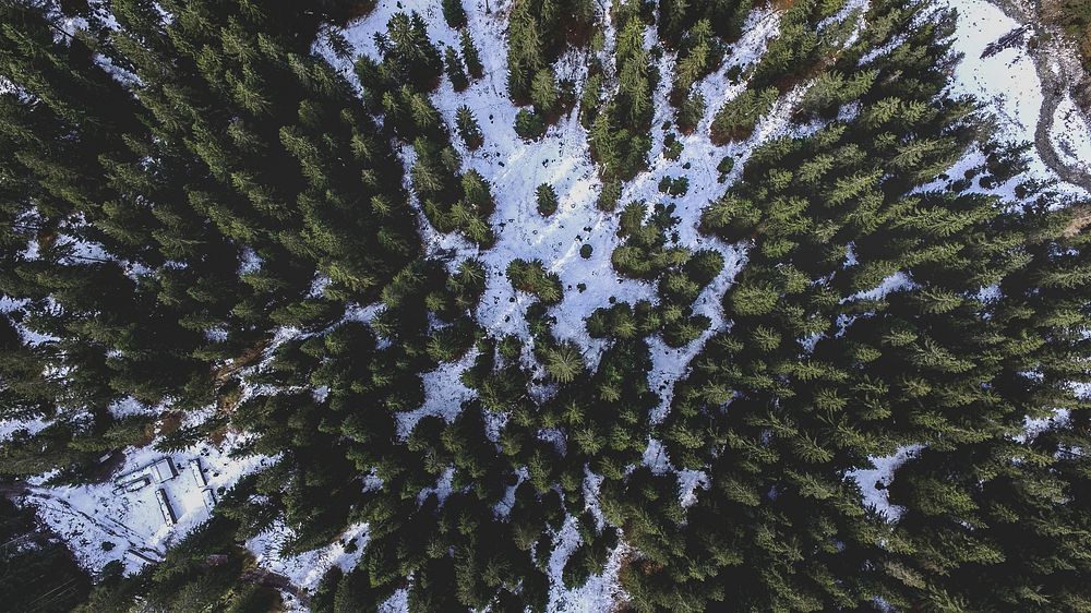 A drone shot of a coniferous forest in Leutasch in winter. Original public domain image from Wikimedia Commons