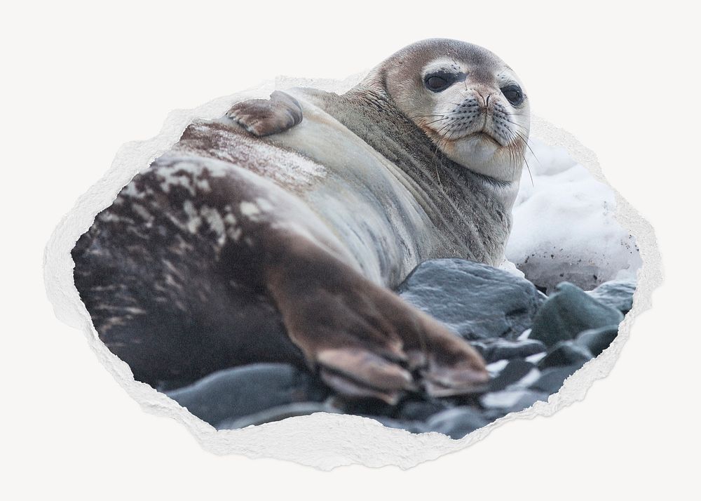 Antarctic fur seal ripped paper badge, animal photo