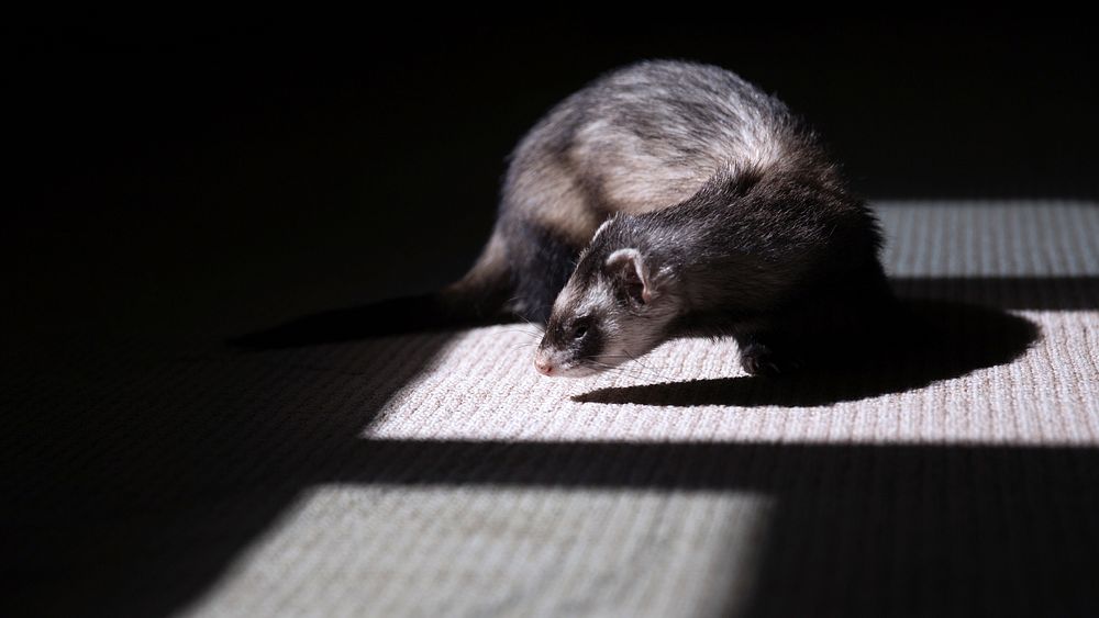 A ferret spotlighted by an illuminated window and partially covered in shadow. Original public domain image from Wikimedia…