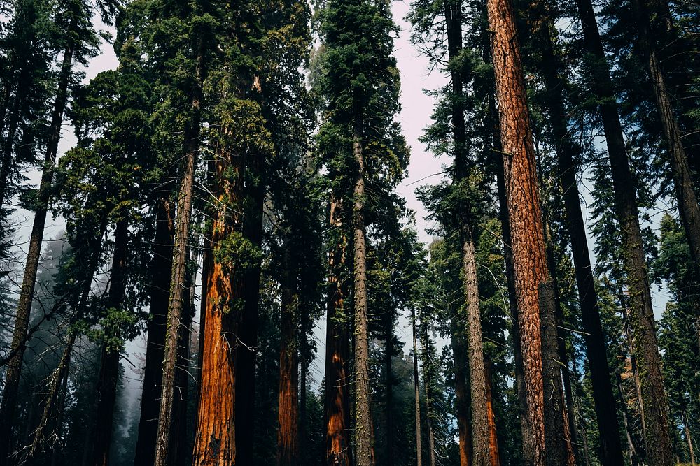 Coniferous trees in a misty forest in Sequoia National Park. Original public domain image from Wikimedia Commons