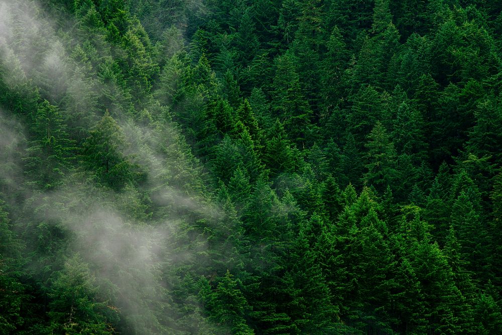 A light haze over green pine trees. Original public domain image from Wikimedia Commons