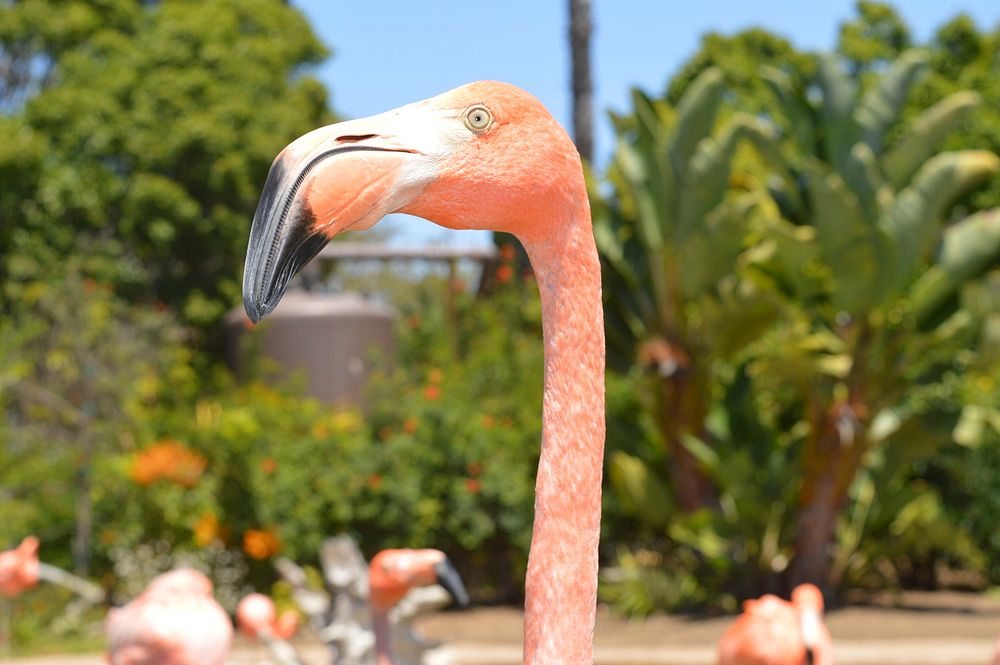 Pink flamingo stretches its neck standing among its flock at the zoo. Original public domain image from Wikimedia Commons