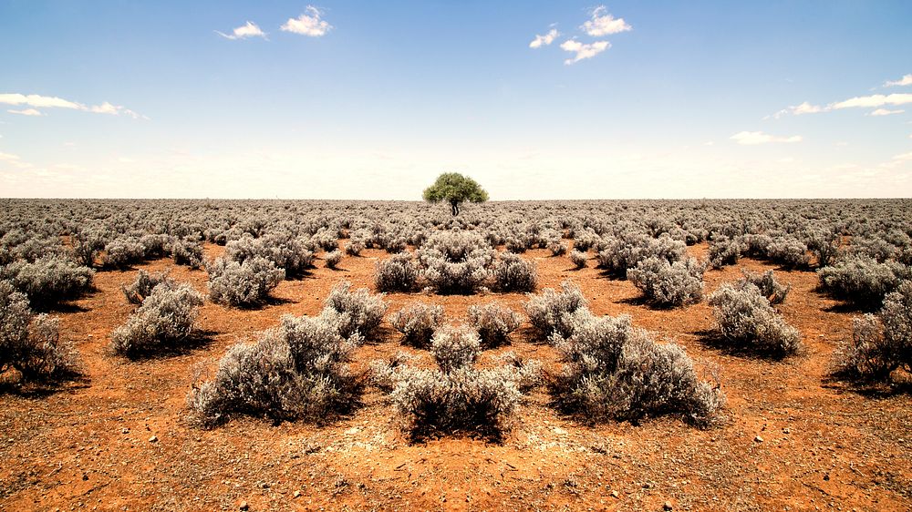 Symmetrical view of a single tree among desert brush in Worlds End. Original public domain image from Wikimedia Commons