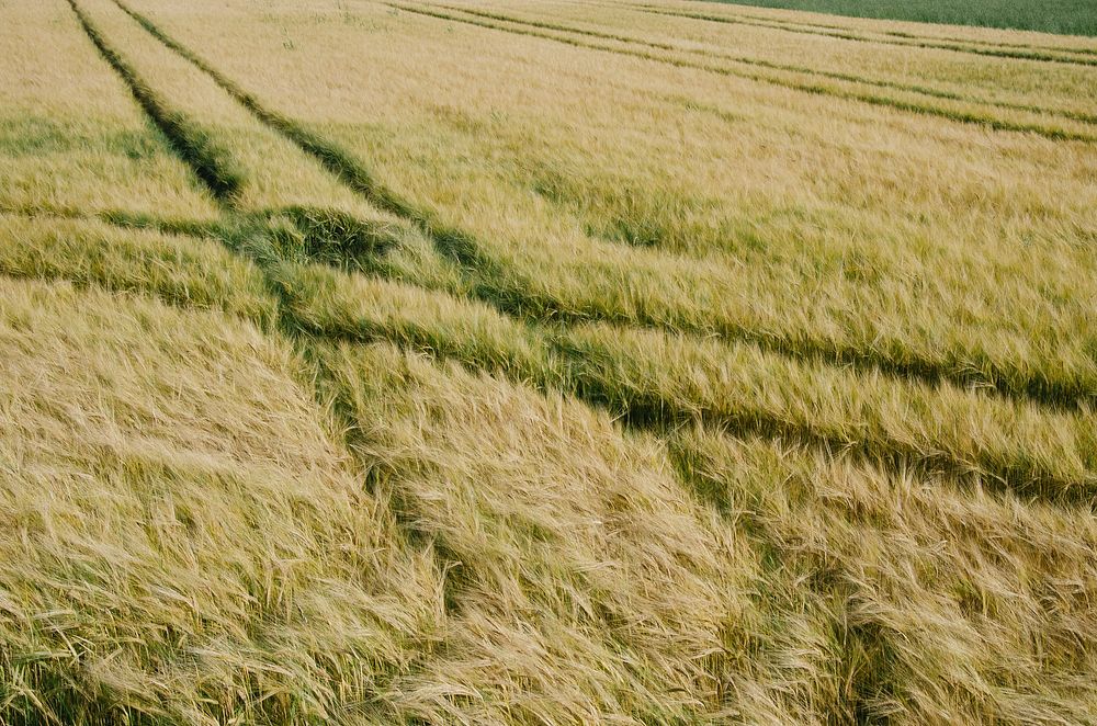Tractor tracks make a cross section in a grassy field. Original public domain image from Wikimedia Commons
