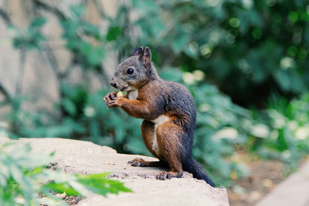 Cute squirrel eating a seed outside. Original public domain image from Wikimedia Commons