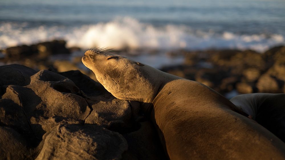 Chilling Sea lion. Original public domain image from Wikimedia Commons