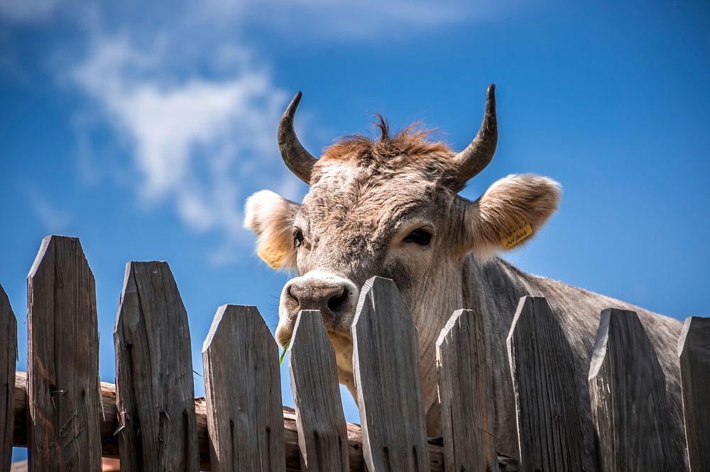 Close up shooting shot of a cow with a clear sky background. Gompm Alm, Talle di Sopra, Scena, Italy. Original public domain…