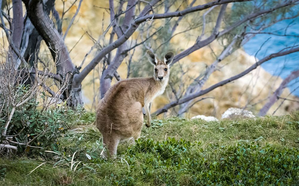 Wild kangaroo crouches down in the brush. Original public domain image from Wikimedia Commons