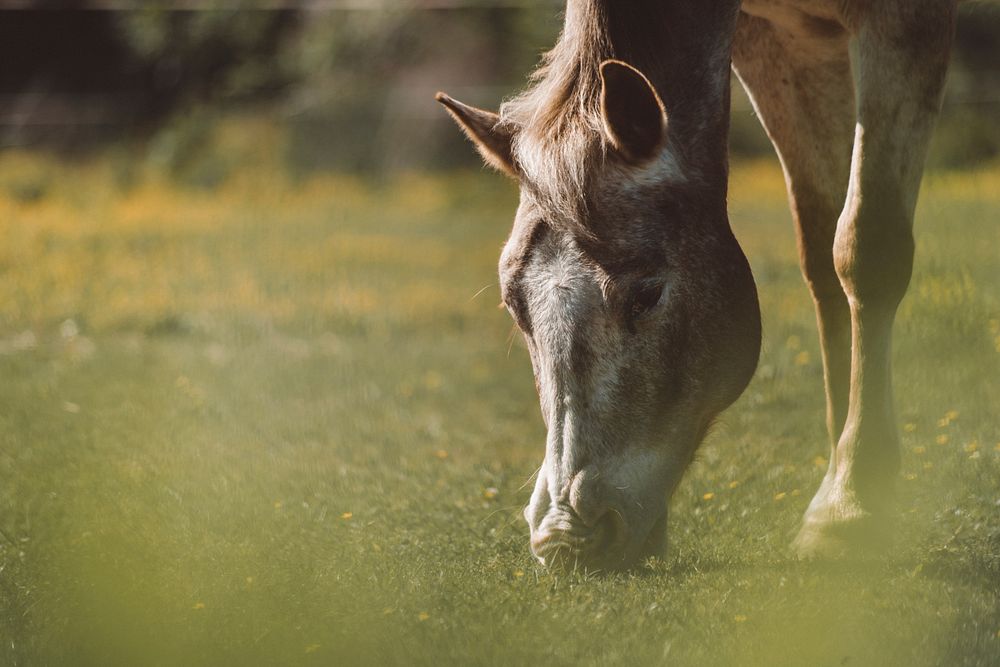 A fuzzy shot of a gray horse grazing on green grass with specks of yellow flowers. Original public domain image from…