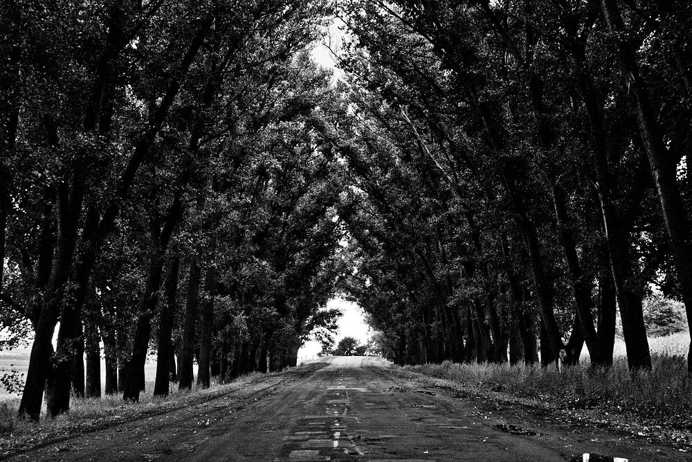 Black and white view of a road surrounded by deciduous trees. Original public domain image from Wikimedia Commons