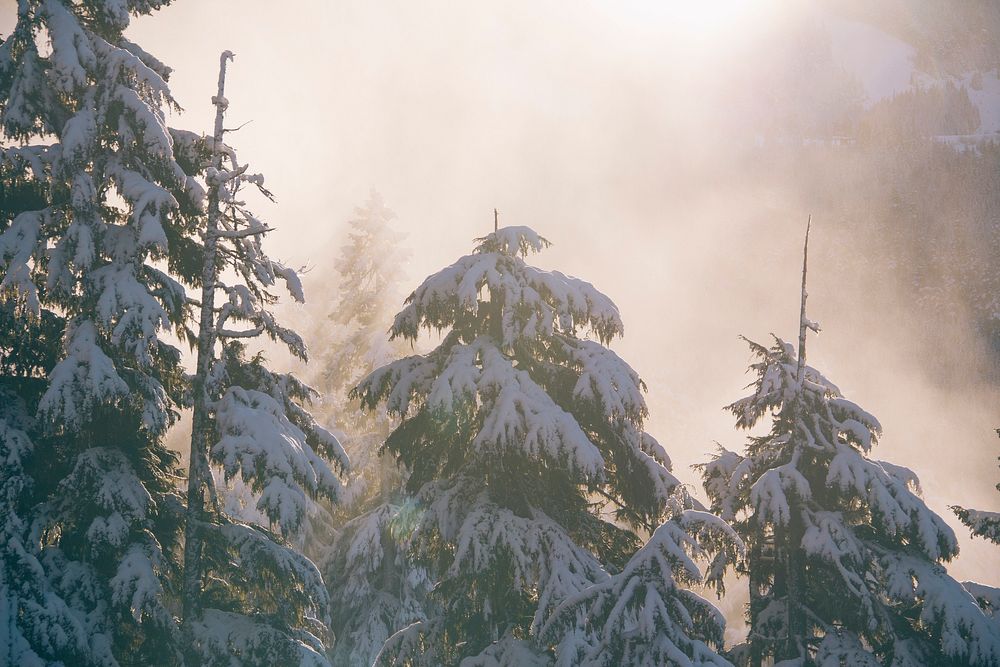 Fog, snow and the sunlight getting together at the Whistler Mountain in Whistler, BC, Canada.Esperanto: Neĝkovritaj cugoj..…
