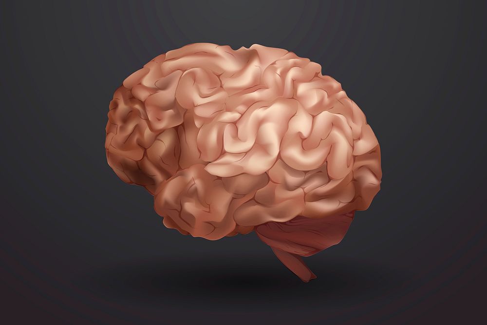 Cerebral cortex medical illustration in brown 