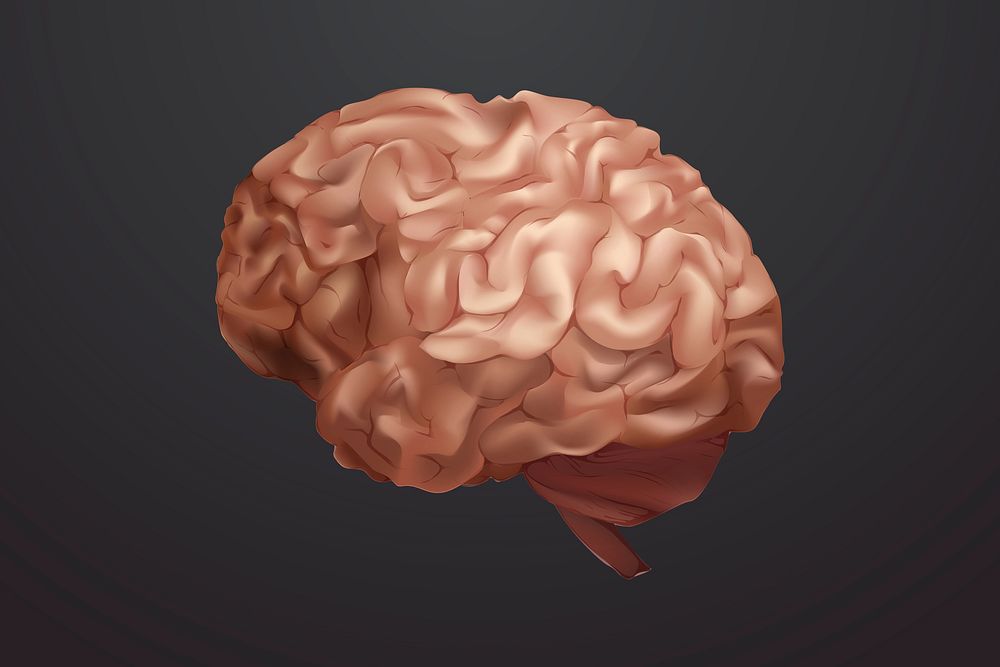 Engraving human brain psd illustration anatomy