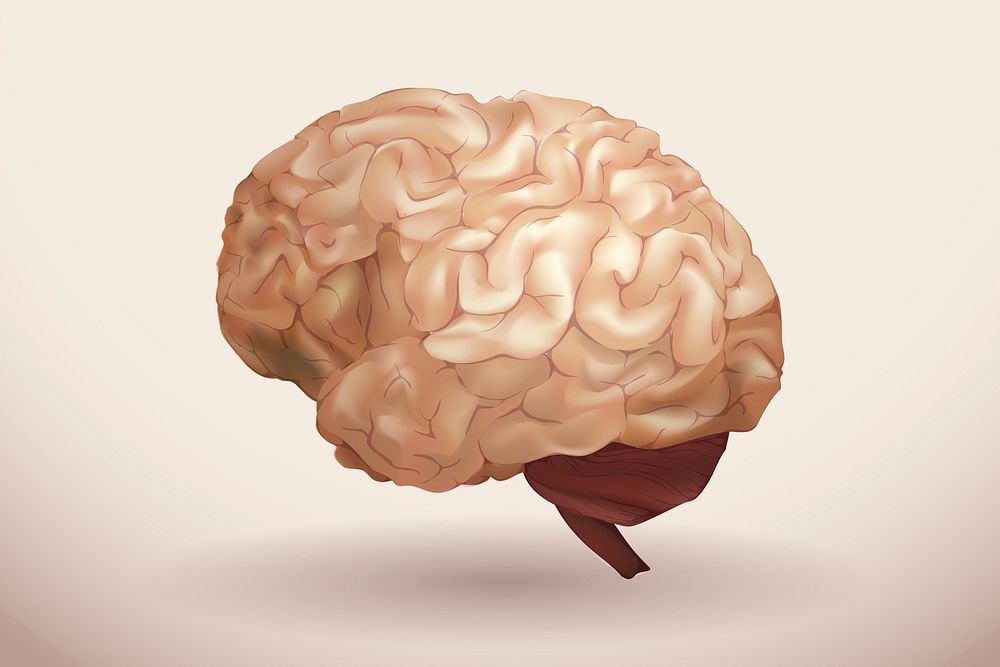 Anatomical brain illustration psd in light brown