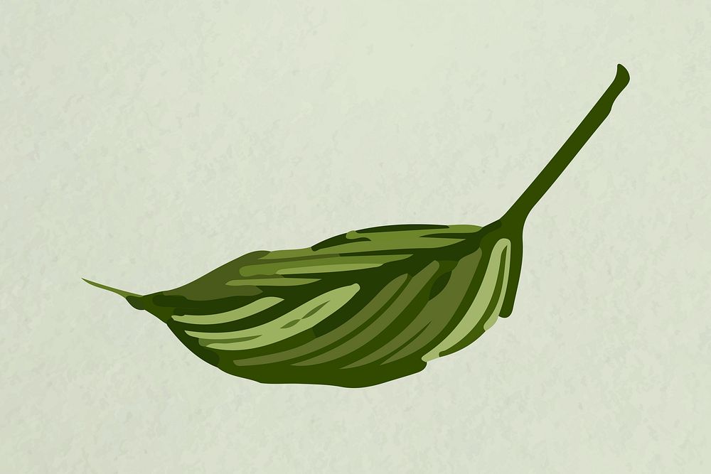Leaf image vector, green Calathea vittata
