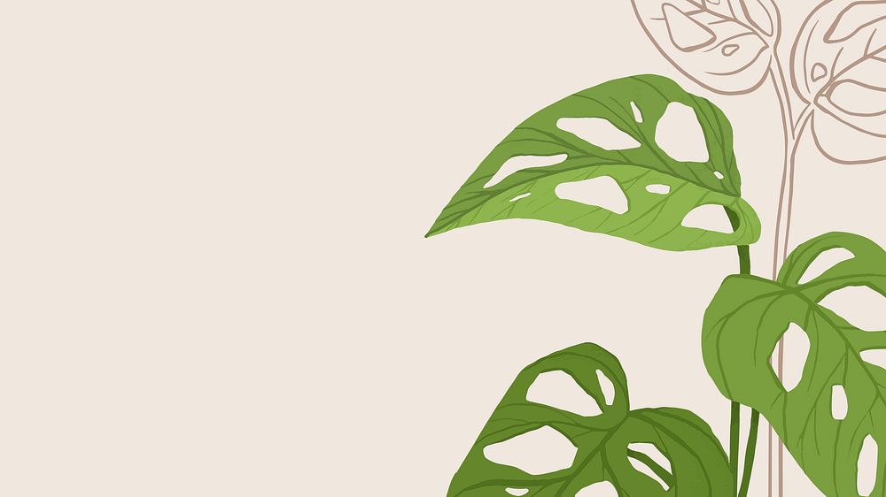 Background monstera swiss cheese plant botanical illustration