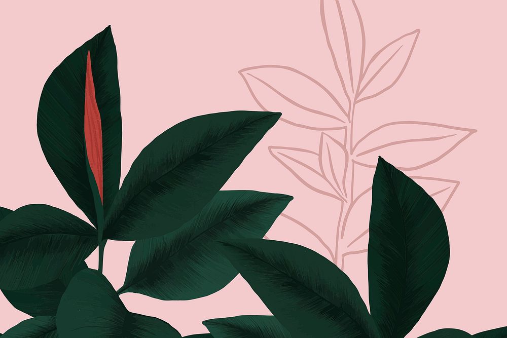Rubber plant pink background botanical illustration