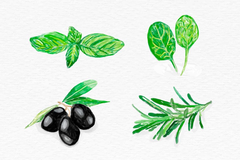 Hand drawn herb illustration vector botanical set