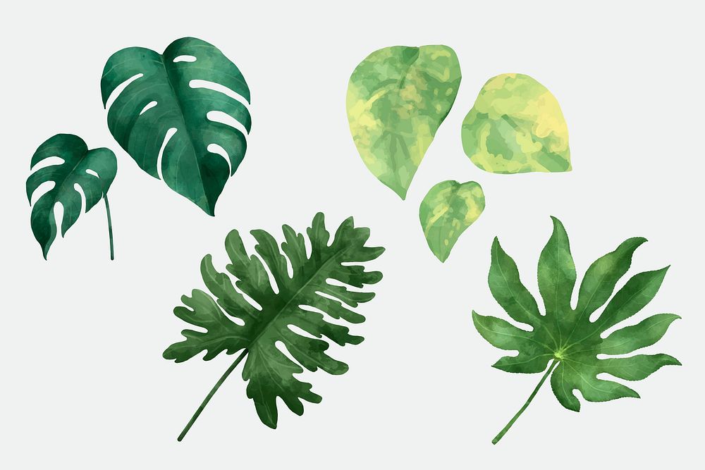 Vector tropical leaf botanical set