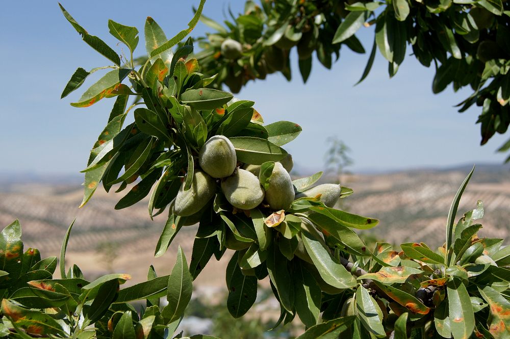 Almonds (Prunus dulcis) in Andalusia, Spain. Branch, fruits and foliage. Original public domain image from Wikimedia Commons