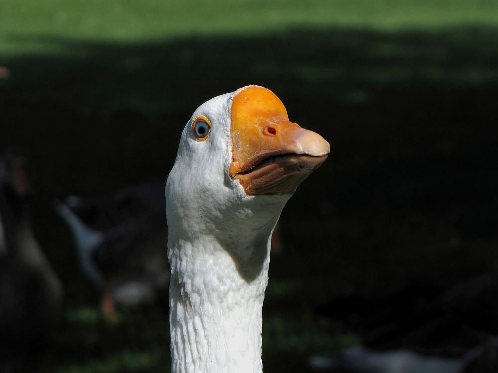 White Chinese goose, a domesticated breed of Anser cygnoides. Original public domain image from Wikimedia Commons