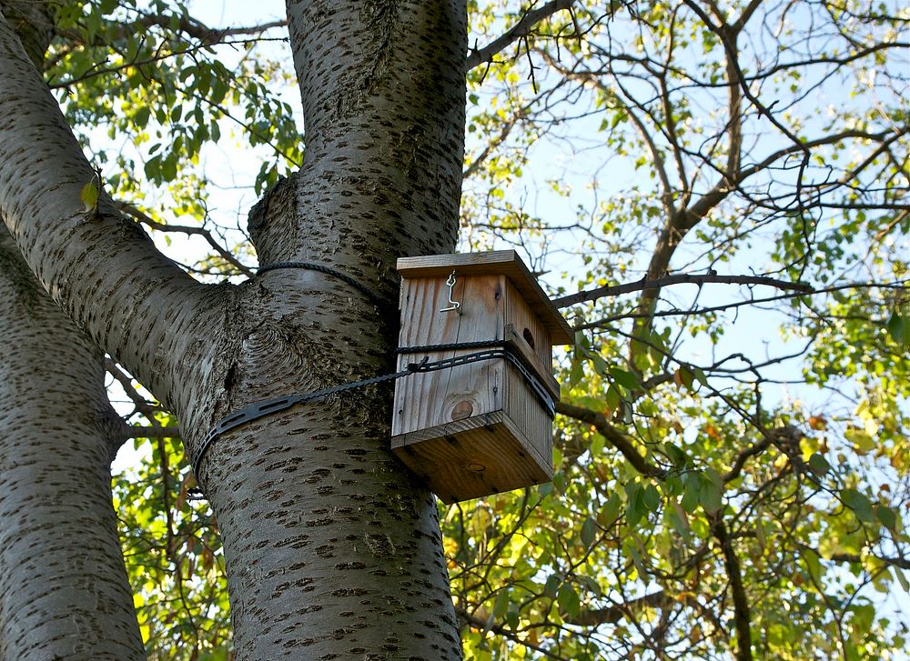 A nest box in Jardin des Plantes, Paris. Original public domain image from Wikimedia Commons