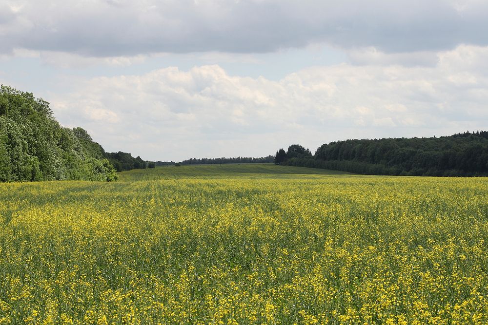 Rapeseed field (Brassica napus). Ukraine. Original public domain image from Wikimedia Commons