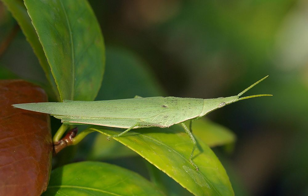 Smaller longheaded locust. Original public domain image from Wikimedia Commons