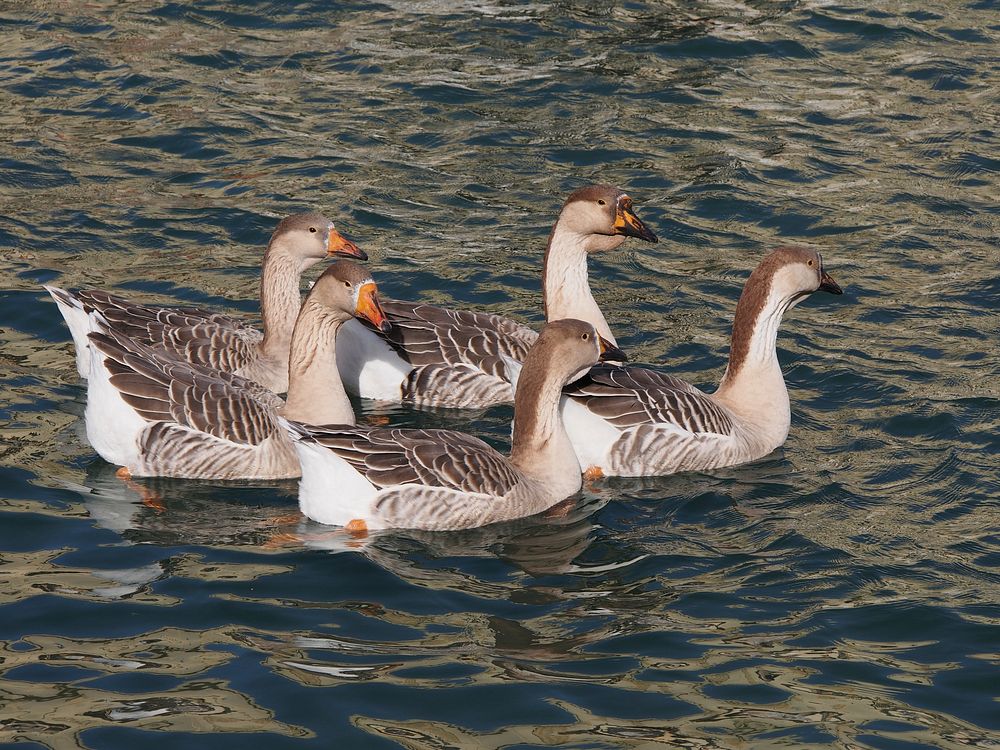 Geese (Anser cygnoides) in the old harbour of Rethymno.