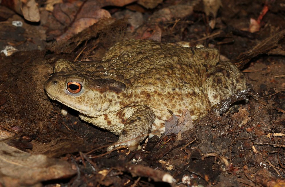 Common toad or european toad (Bufo bufo). Ukraine. Original public domain image from Wikimedia Commons