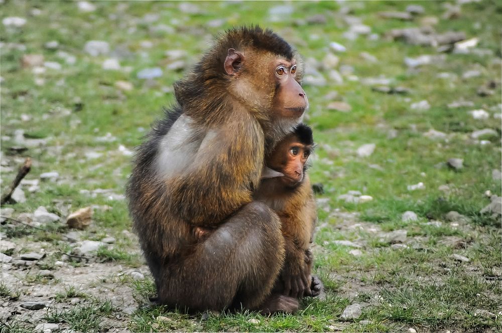 Southern pig-tailed macaque, breastfeeding her child. Original public domain image from Wikimedia Commons