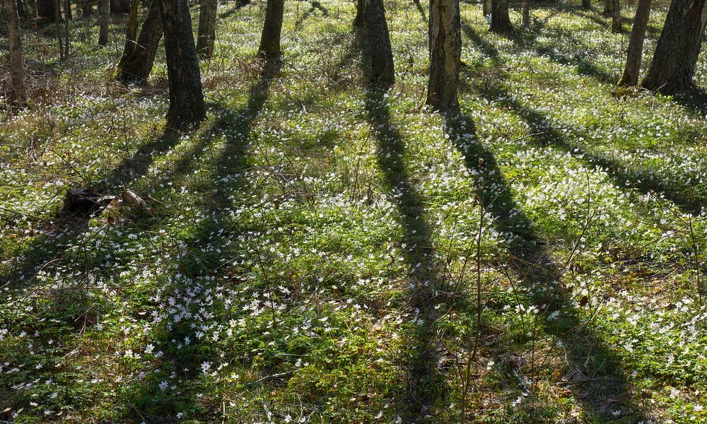 Shadows of trees over wood anemones (Anemone nemorosa) in Gullmarsskogen nature reserve, Lysekil Municipality, Sweden.…