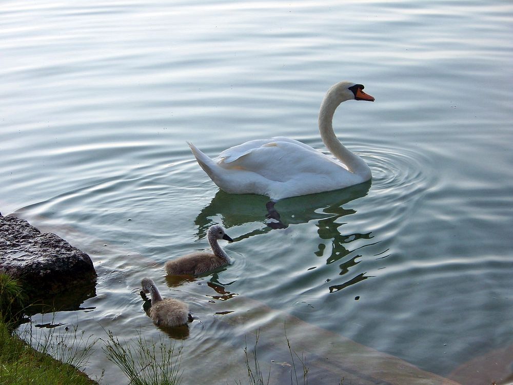 Swan family on Lake Bled. Original public domain image from Wikimedia Commons