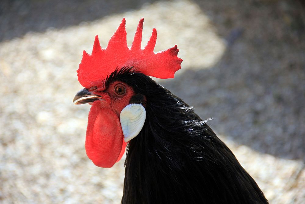 A black rooster with a red crest. Original public domain image from Wikimedia Commons