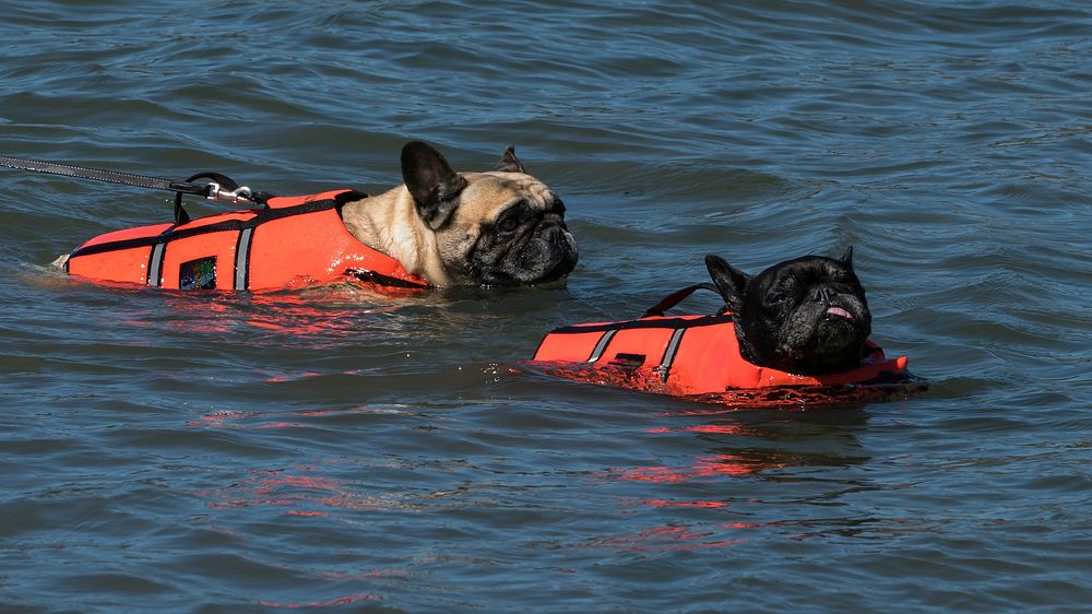 Two French bulldogs swimming in life jackets in the water at Sandvik beach by Brofjorden, Lysekil Municipality, Sweden.