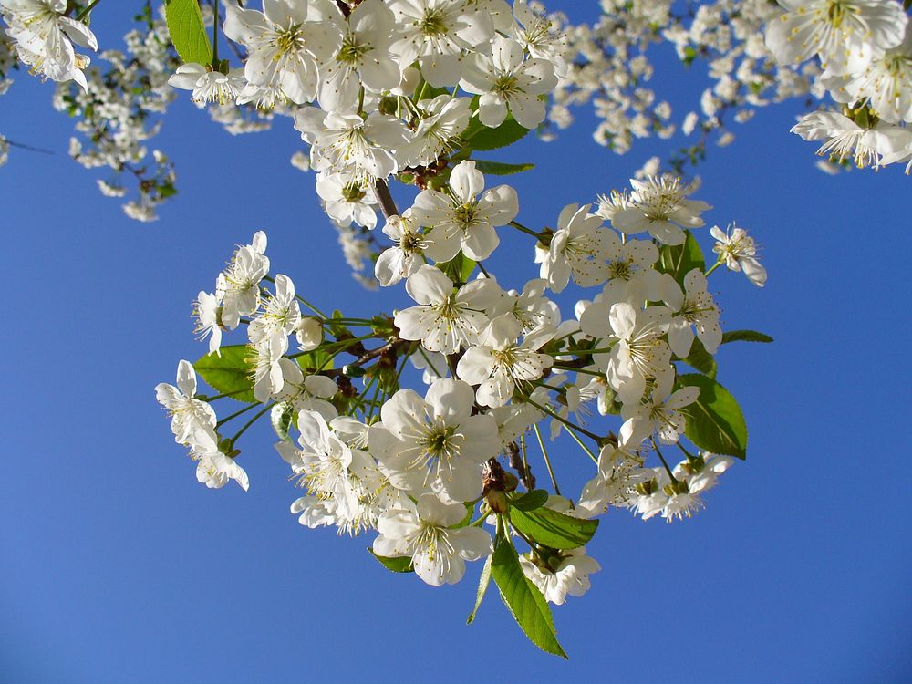 Cherry tree blossom. Original public domain image from Wikimedia Commons