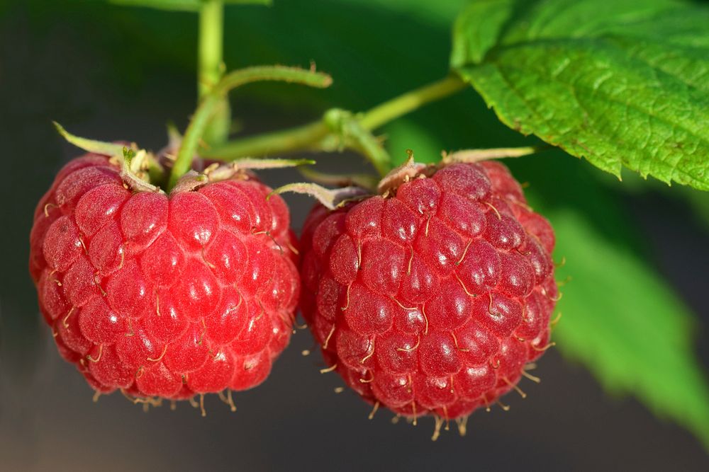 A close-up shot of two raspberries still hanging from a bush with some blurred leaves in the background. Original public…