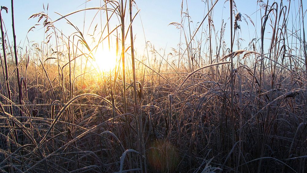Frosty Grass. Original public domain image from Wikimedia Commons