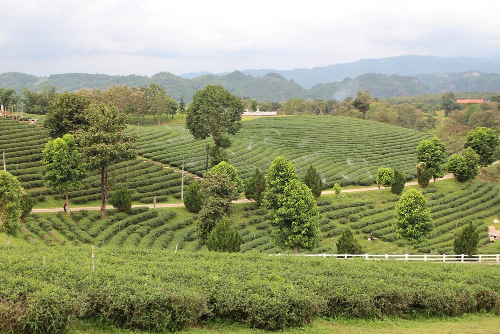Choui Fong tea plantation in Chiang Rai province, Northern Thailand. Original public domain image from Wikimedia Commons
