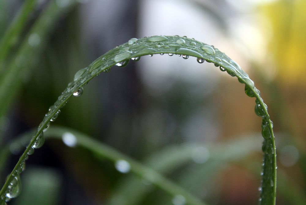 Grass with rain drops. Original public domain image from Wikimedia Commons