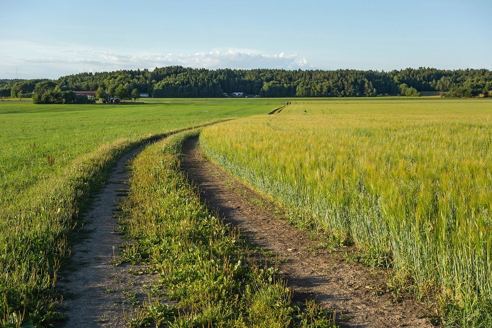 A field with mixed intercropping of oat (Avena sativa) and rye (Secale cereale) in Brastad, Lysekil Municipality, Sweden.