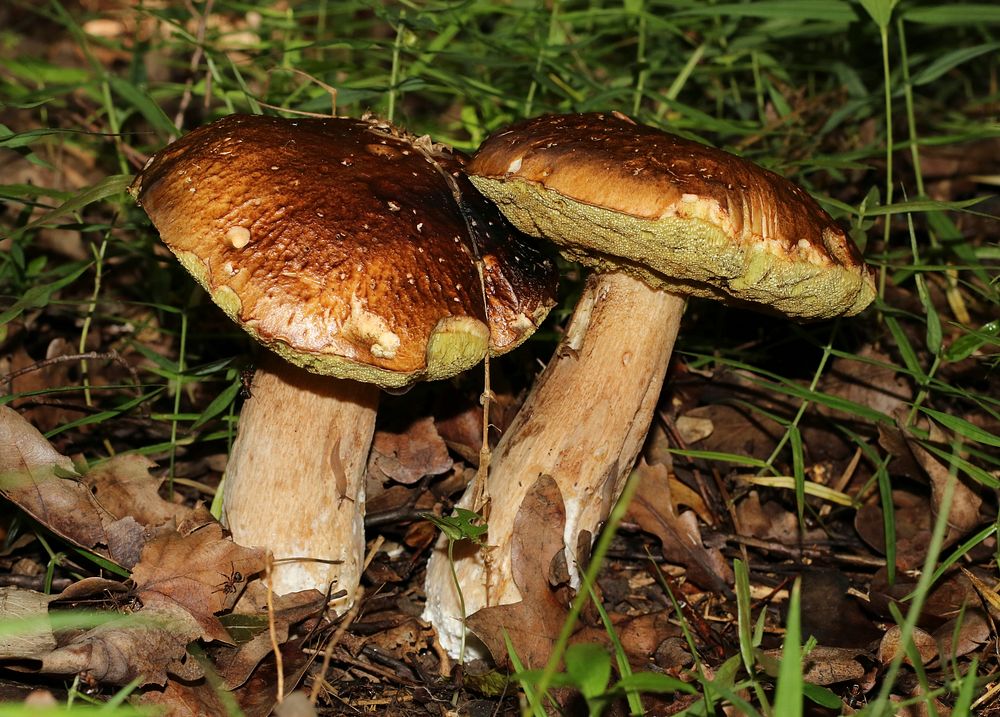 Cep, old fungi. Ukraine, Vinnytsia region. Original public domain image from Wikimedia Commons