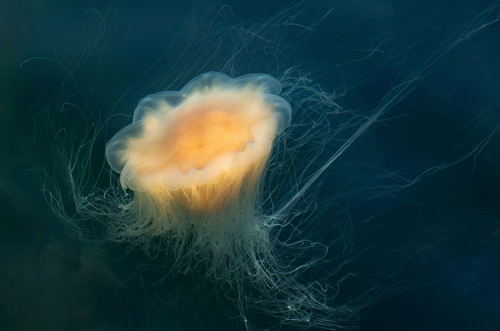 Lion's mane jellyfish (Cyanea capillata) in Gullmarn fjord at Sämstad, Lysekil Municipality, Sweden.