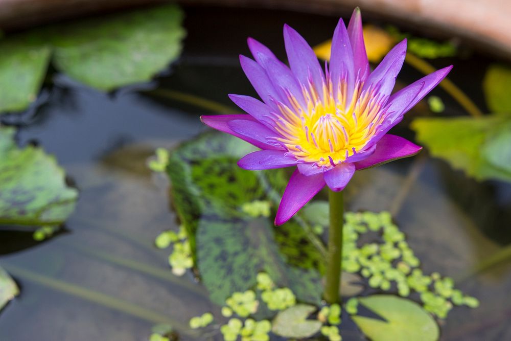 Lotus purple. Original public domain image from Wikimedia Commons