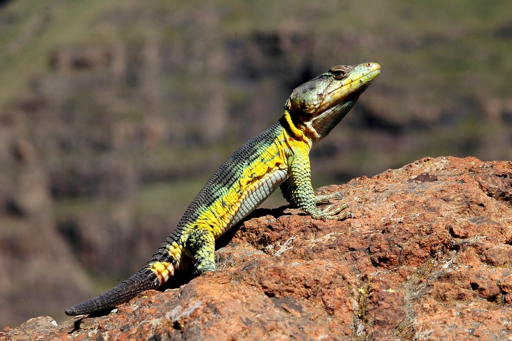 A male Drakensberg Crag Lizard in the uKahlamba-Drakensberg Park on the Lesotho border. Original public domain image from…