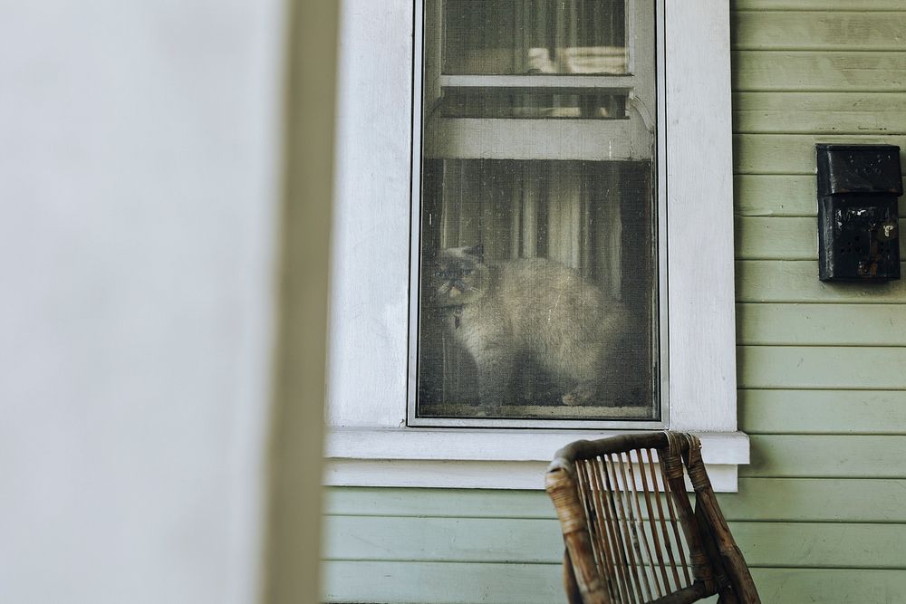 Cat chilling on a window sill during the coronavirus lockdown